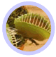 Live Exotic Plants