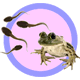 Live Grow-A-Frog Kits
