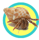 Live Hermit Crab Kits