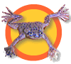 Pet Dwarf Frog Kits