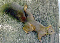 ALL ABOUT SQUIRRELS: Lots of Fun Squirrel Facts